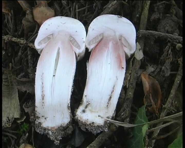 Agaricus benesii   (Pilat)  Singer